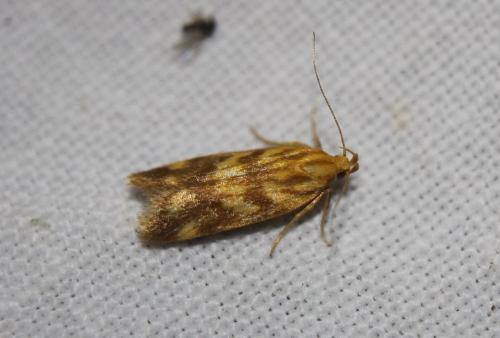 Réf. 195 201 : Mirificarma flavella